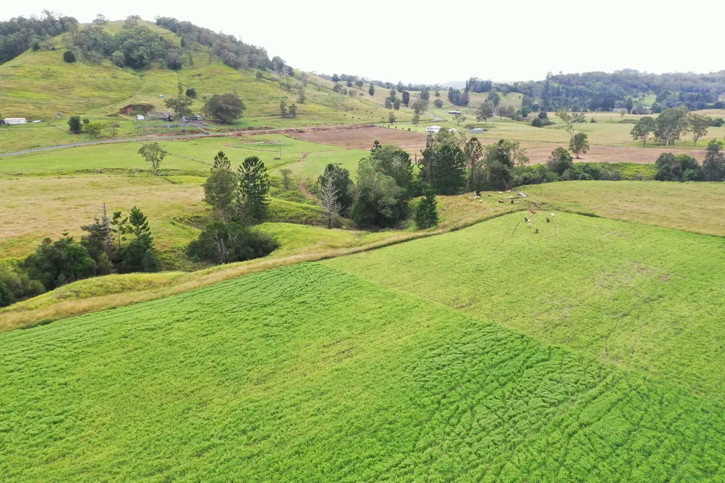 Main view of Homely rural property listing, 590 Rock Valley Rd, Lismore NSW 2480