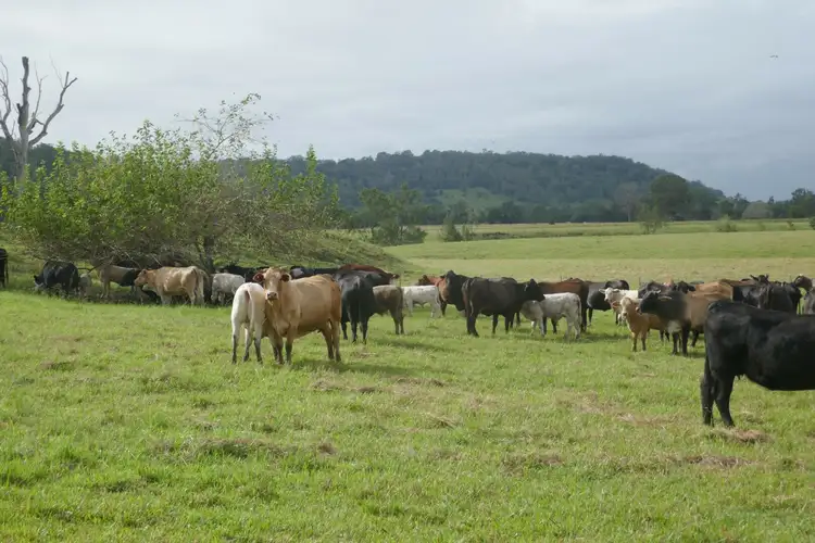 Seventh view of Homely rural property listing, 590 Rock Valley Rd, Lismore NSW 2480
