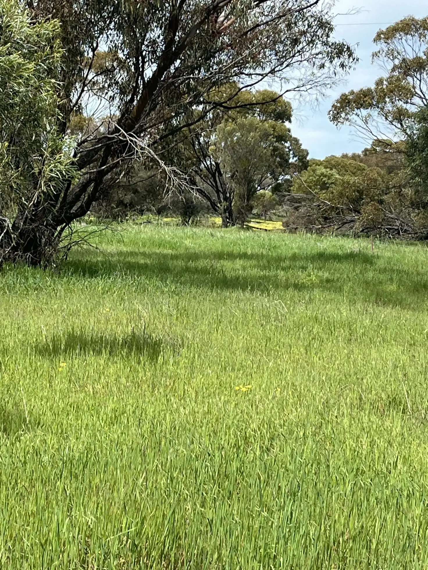 Main view of Homely rural property listing, Lot 14438 & 14439 Yarramony Road, Jennacubbine WA 6401
