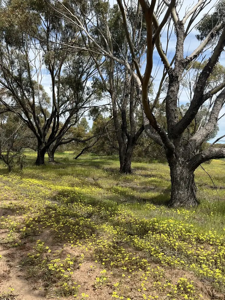 Seventh view of Homely rural property listing, Lot 14438 & 14439 Yarramony Road, Jennacubbine WA 6401