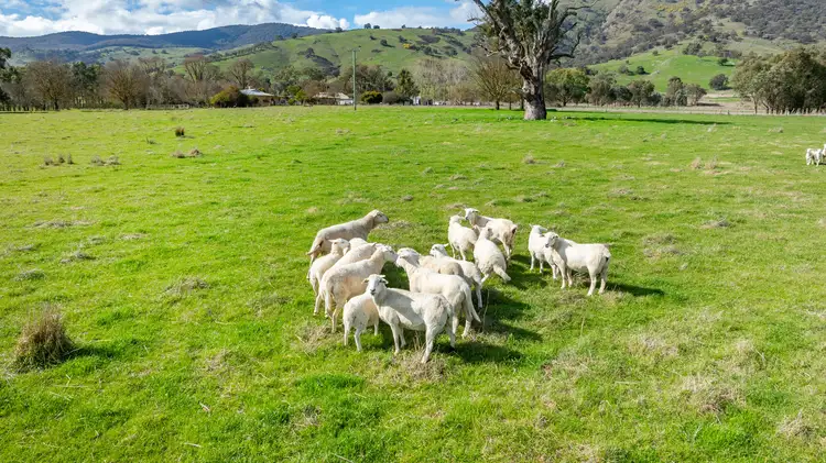 Fifth view of Homely rural property listing, 'Dalkeith'/2159 Wymah Rd, Wymah NSW 2640