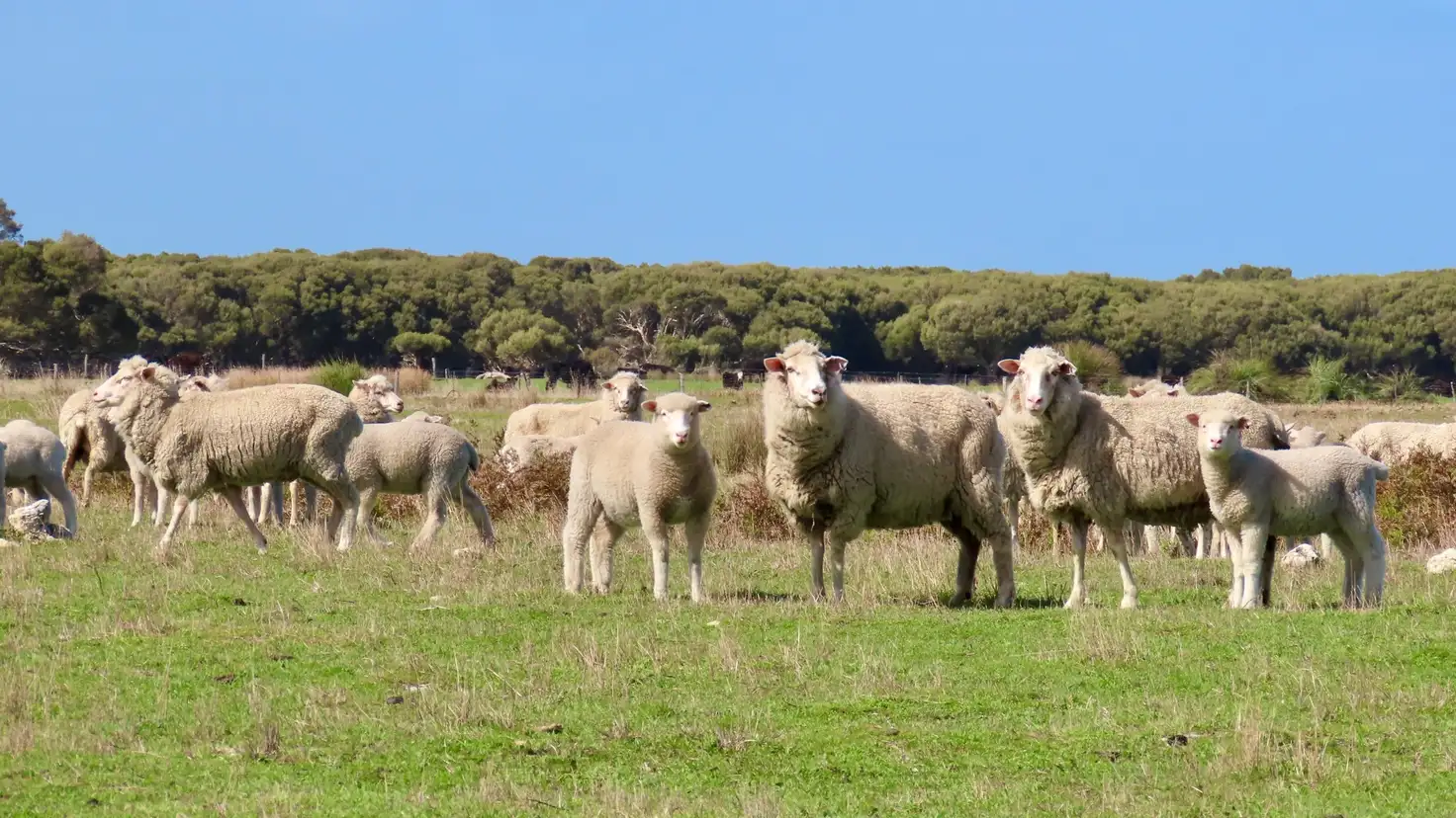 Main view of Homely rural property listing, Lot 66 Baxters Hill Road, Mount Benson SA 5275