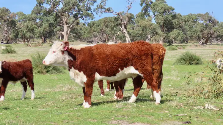 Third view of Homely rural property listing, Lot 66 Baxters Hill Road, Mount Benson SA 5275