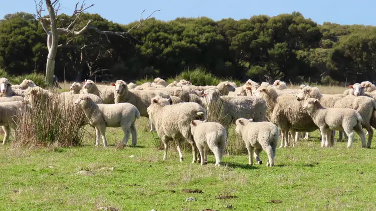 Fourth view of Homely rural property listing, Lot 66 Baxters Hill Road, Mount Benson SA 5275