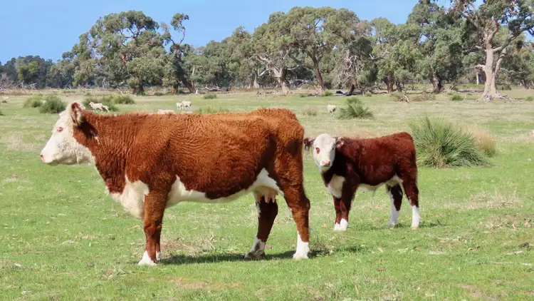 Fifth view of Homely rural property listing, Lot 66 Baxters Hill Road, Mount Benson SA 5275