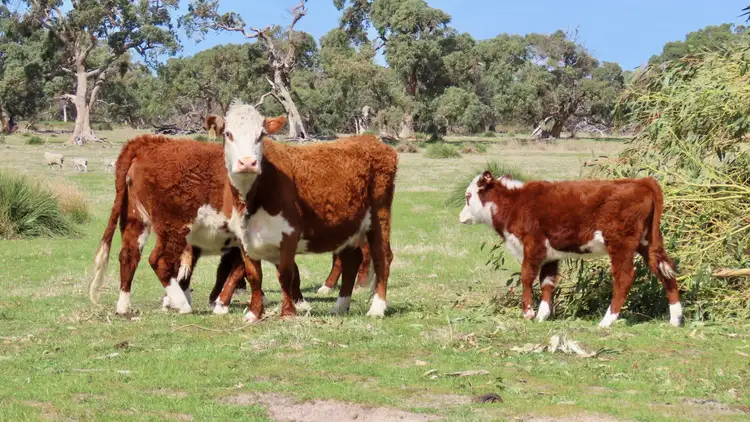 Sixth view of Homely rural property listing, Lot 66 Baxters Hill Road, Mount Benson SA 5275