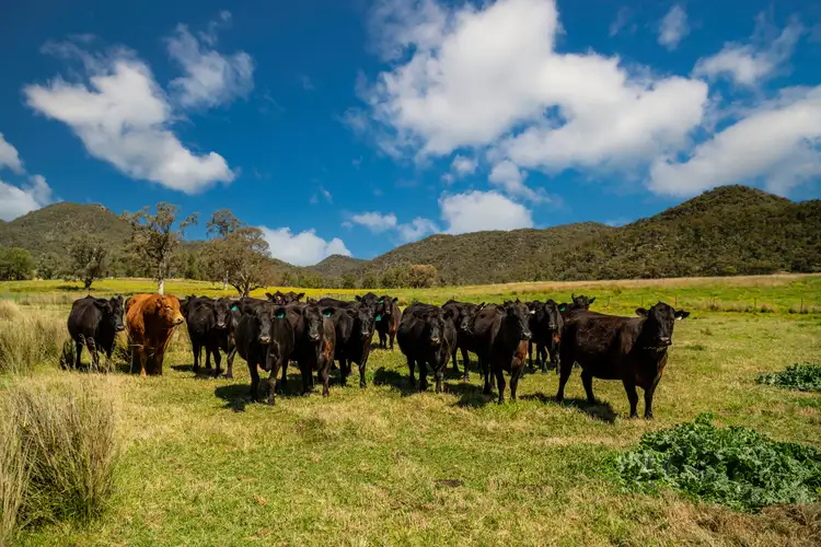 Fifth view of Homely rural property listing, 1692 Martindale Road, Denman NSW 2328