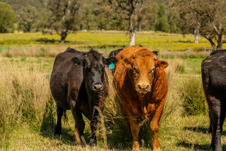 Sixth view of Homely rural property listing, 1692 Martindale Road, Denman NSW 2328