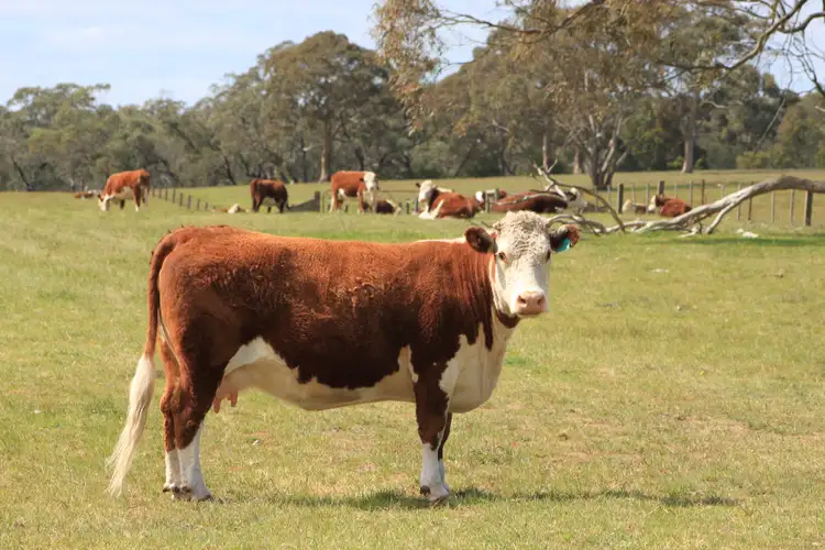 Seventh view of Homely rural property listing, Lot/11 Casterton Apsley Road, Apsley VIC 3319