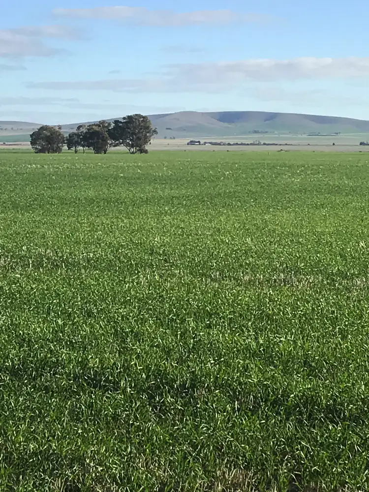 * Collinsfield Road, Collinsfield SA 5555