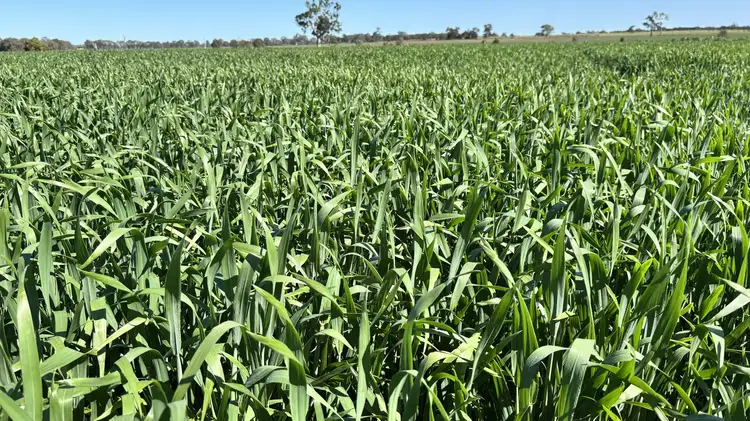 Second view of Homely rural property listing, 173 Mcclures Rd, Connewirricoo VIC 3318