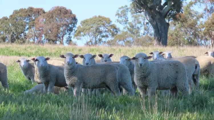 Third view of Homely rural property listing, 173 Mcclures Rd, Connewirricoo VIC 3318