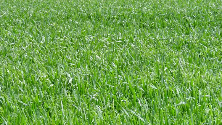 Third view of Homely rural property listing, Lot 1 V&A Lane, Maaoupe SA 5277
