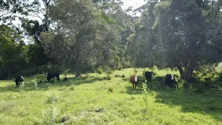 Fifth view of Homely rural property listing, 948 Mungay Creek Rd, Mungay Creek NSW 2440