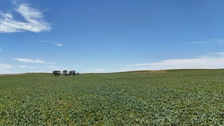 Main view of Homely rural property listing, 'Cummings' Cudmore Gap Road, Jamestown SA 5491