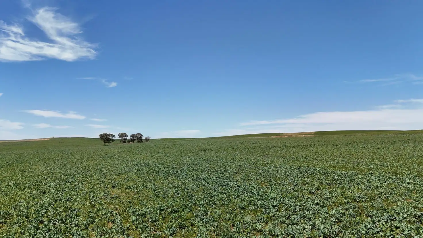 Main view of Homely rural property listing, 'Cummings' Cudmore Gap Road, Jamestown SA 5491