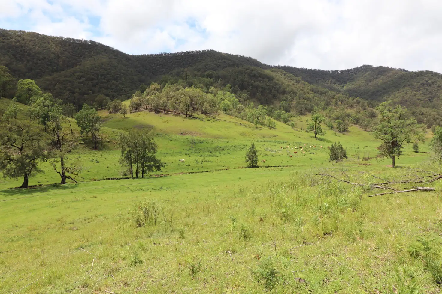 Main view of Homely land listing, 288 Smith Creek Road, Lower Creek NSW 2440