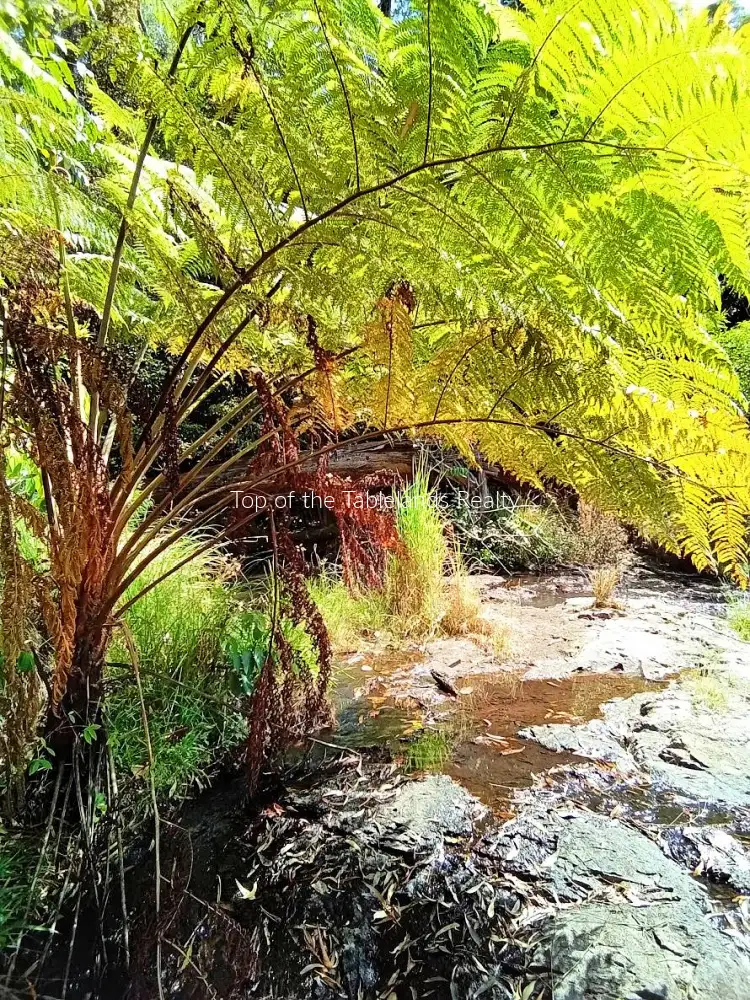 Main view of Homely rural property listing, 11551 Kennedy Hwy, Evelyn QLD 4888