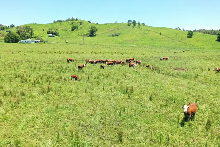 Fourth view of Homely rural property listing, 611 Collins Creek Road, Kyogle NSW 2474