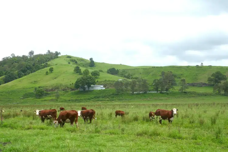 Fifth view of Homely rural property listing, 611 Collins Creek Road, Kyogle NSW 2474