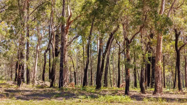 Fifth view of Homely land listing, 72 Wonboyn Rd, Wonboyn VIA, Eden NSW 2551