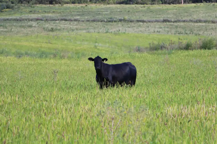 1550 Adam Scrub Rd, Delungra NSW 2403, Inverell NSW 2360