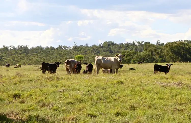 Second view of Homely rural property listing, 1550 Adam Scrub Rd, Delungra NSW 2403, Inverell NSW 2360