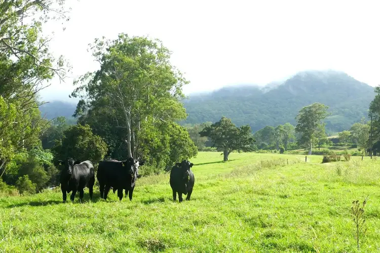 Fourth view of Homely rural property listing, 1038 Summerland Way, Kyogle NSW 2474