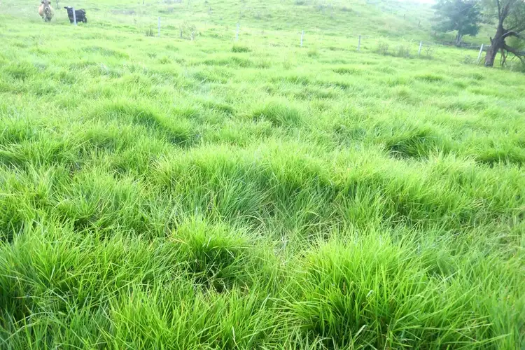 Sixth view of Homely rural property listing, 1038 Summerland Way, Kyogle NSW 2474