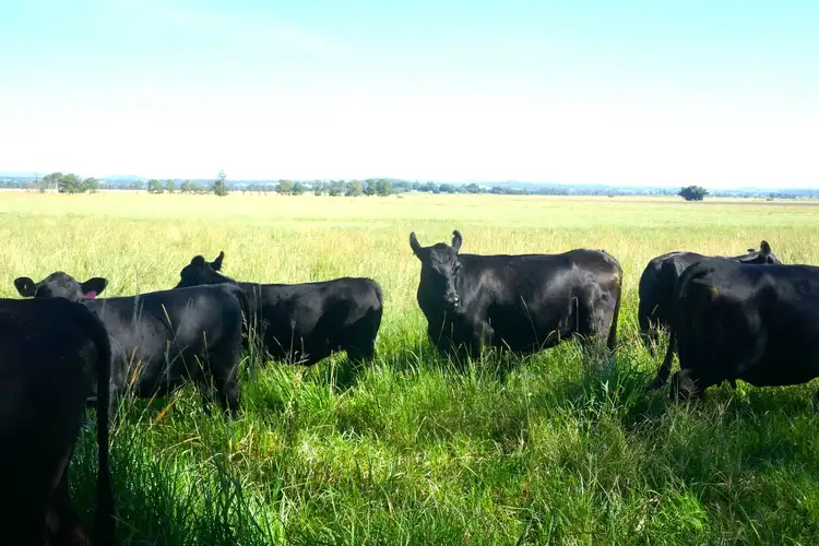 Second view of Homely rural property listing, Lot 12 Shephard's Road, Casino NSW 2470