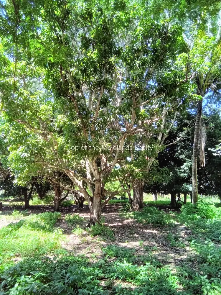Seventh view of Homely house listing, 16 Dusty Lane, Innot Hot Springs QLD 4872