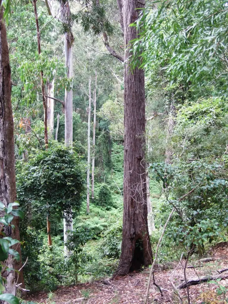 Third view of Homely land listing, 972 Mount Darragh Road, Lochiel NSW 2549