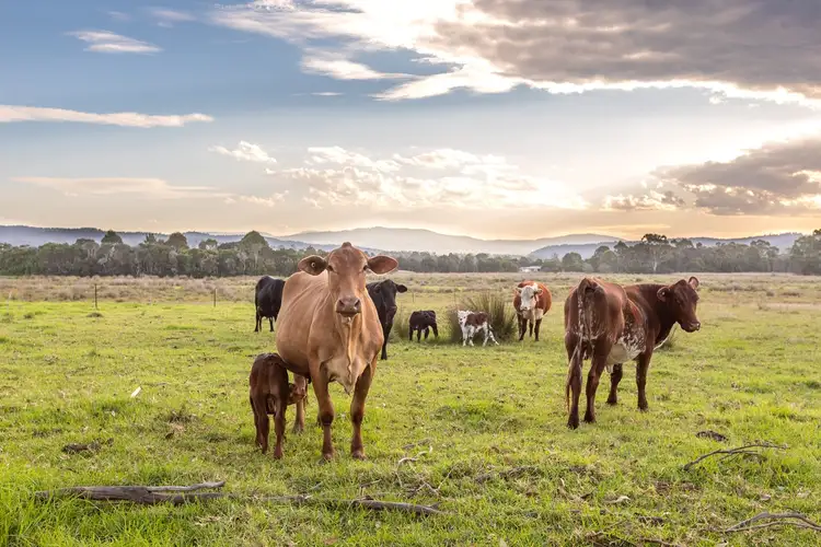 Second view of Homely rural property listing, 1 Dingo Street, Pambula NSW 2549