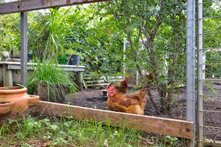 Sixth view of Homely house listing, 6 Lindquist Cl, Mission Beach QLD 4852