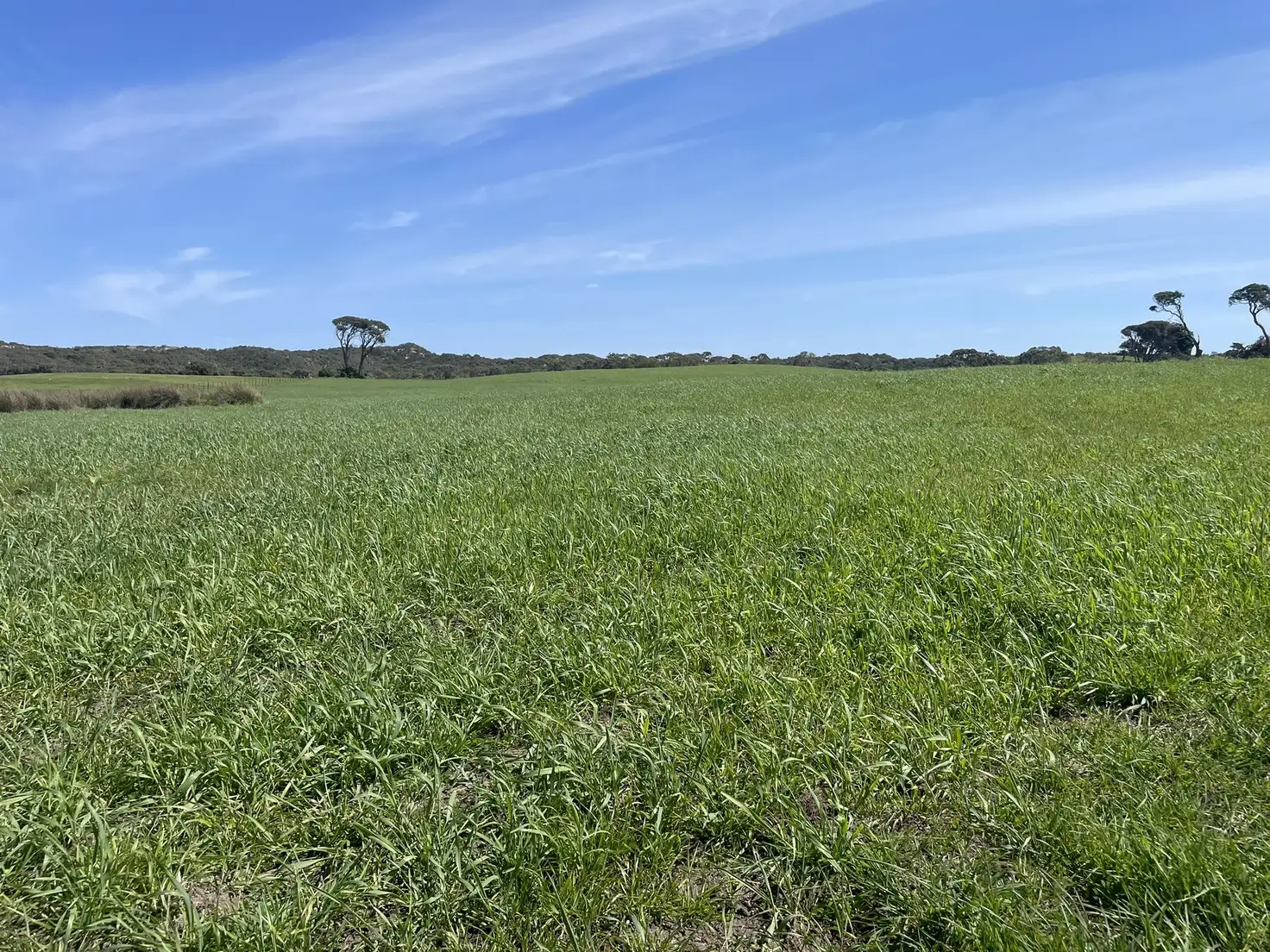 Main view of Homely rural property listing, 175 Pethers Lane, Canunda SA 5280