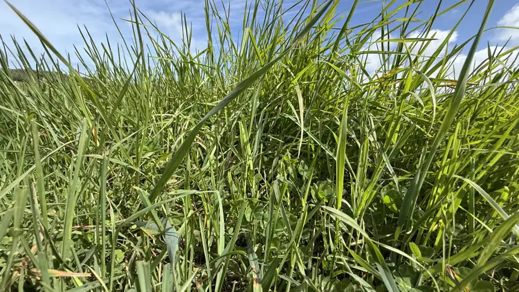 Second view of Homely rural property listing, 175 Pethers Lane, Canunda SA 5280