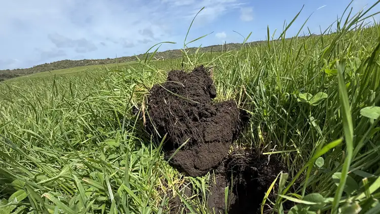 Third view of Homely rural property listing, 175 Pethers Lane, Canunda SA 5280