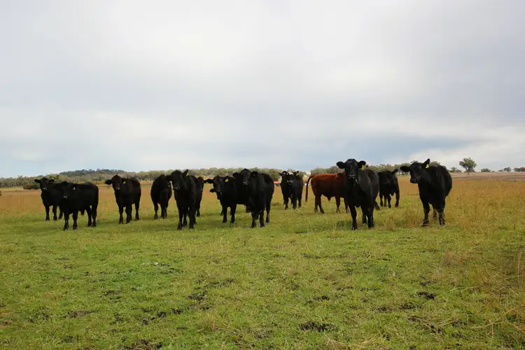 Second view of Homely rural property listing, 748 Yetman Rd, Inverell NSW 2360