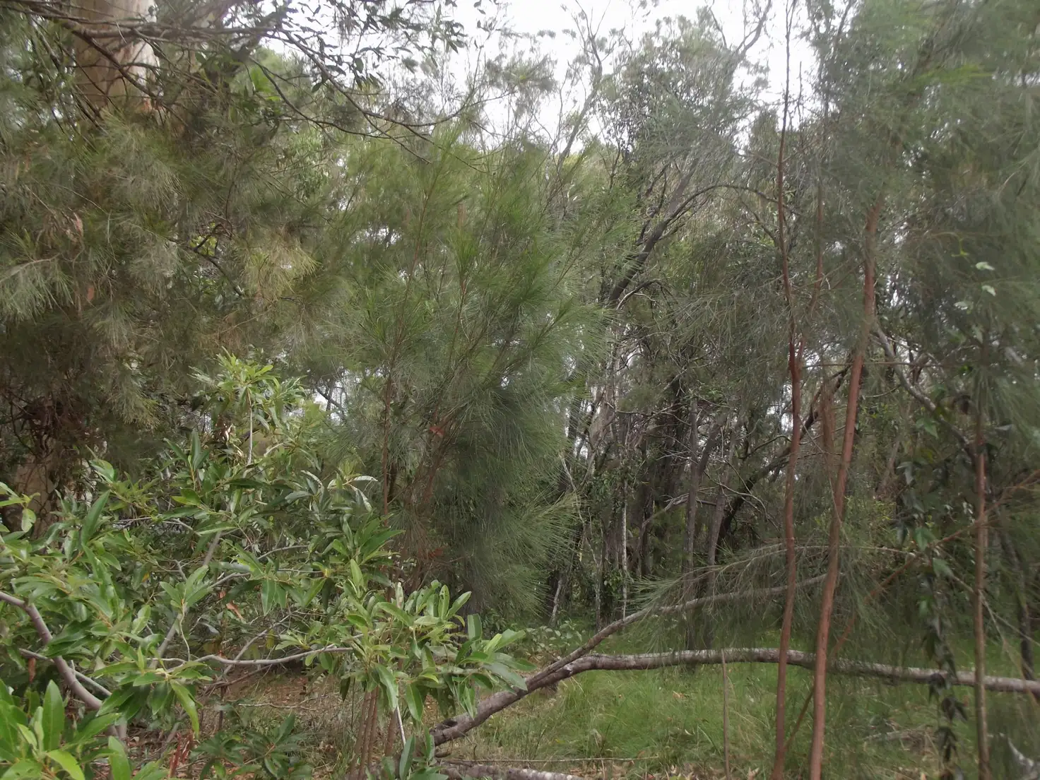 Main view of Homely land listing, 10 Matthew Street, Macleay Island QLD 4184