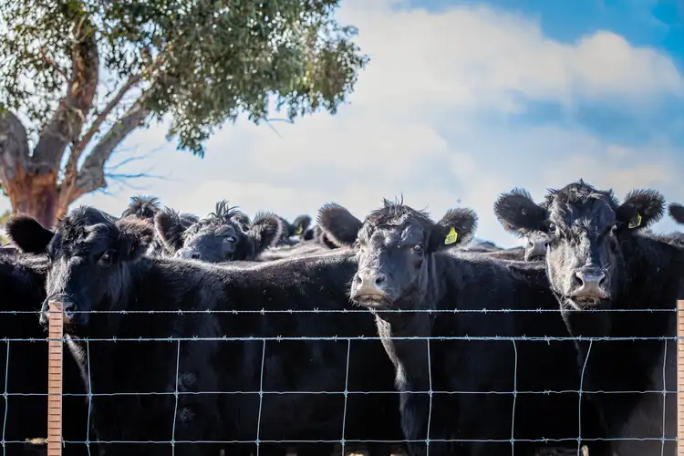 Fourth view of Homely rural property listing, 1911 Cadgee Road, Naracoorte SA 5271
