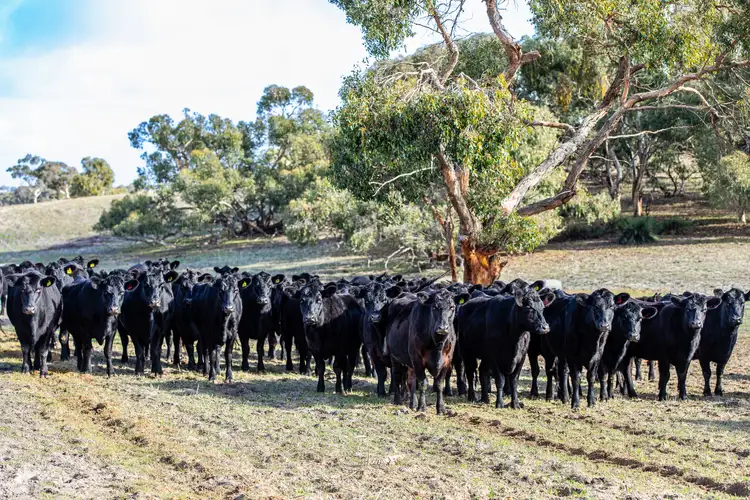 Sixth view of Homely rural property listing, 1911 Cadgee Road, Naracoorte SA 5271
