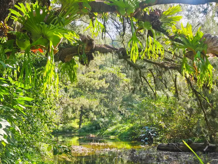 Second view of Homely rural property listing, 5155 Taylors Arm Rd, Thumb Creek NSW 2447