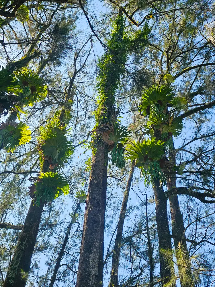 Third view of Homely rural property listing, 5155 Taylors Arm Rd, Thumb Creek NSW 2447