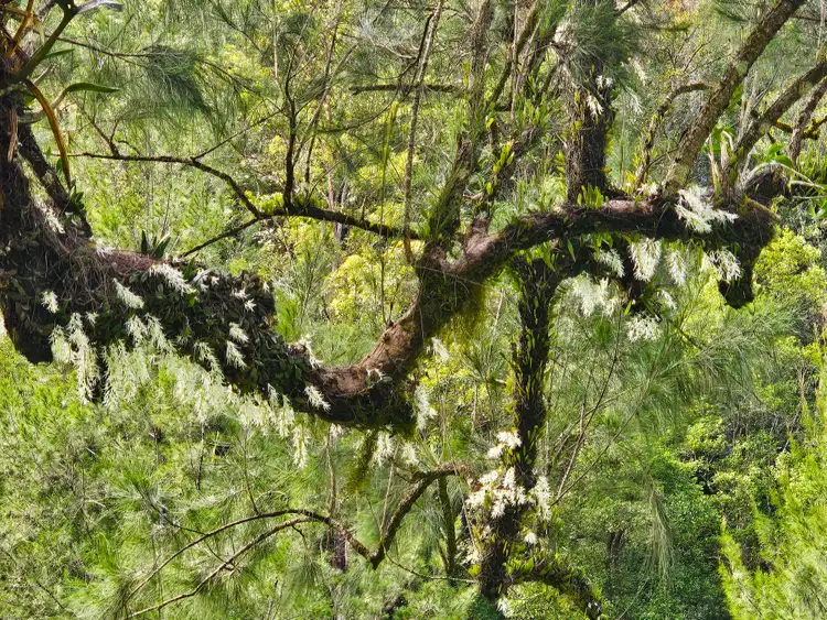 Fourth view of Homely rural property listing, 5155 Taylors Arm Rd, Thumb Creek NSW 2447