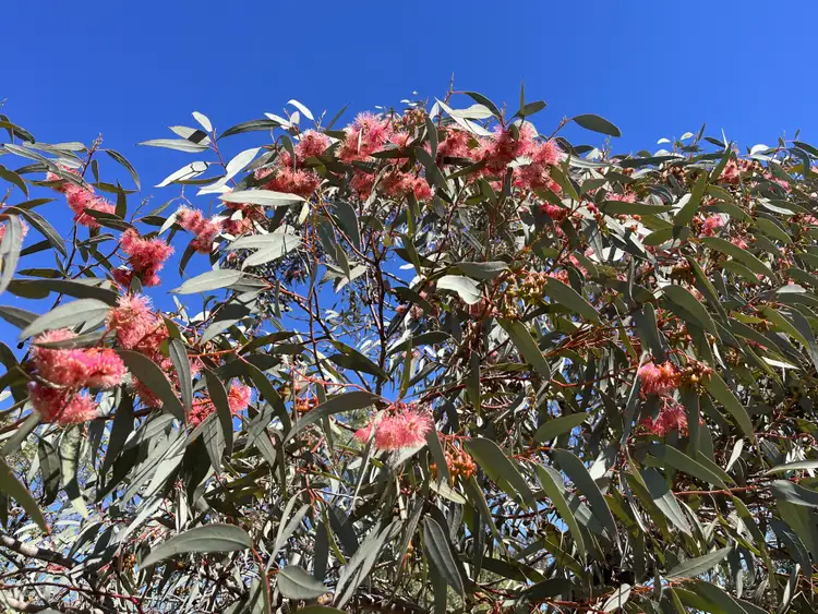 Fifth view of Homely rural property listing, 32 Chadford St, Wallumbilla QLD 4428