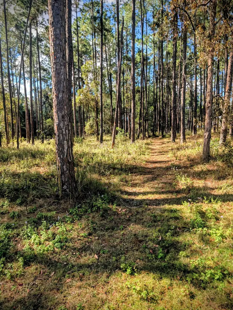 Fifth view of Homely land listing, Lot 513 Arborcrescent Road, Glenwood QLD 4570