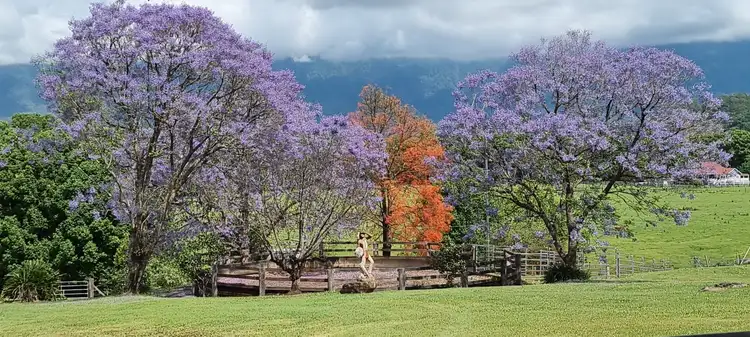 Second view of Homely rural property listing, 30 Larkins Road, Tyalgum NSW 2484