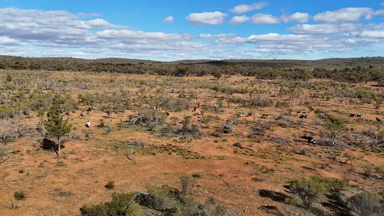 Fourth view of Homely rural property listing, 'Batis & Rawlins' Barrier Highway, Nackara SA 5440