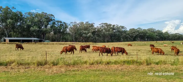 Third view of Homely rural property listing, 345 Copeton Dam Road, Inverell NSW 2360