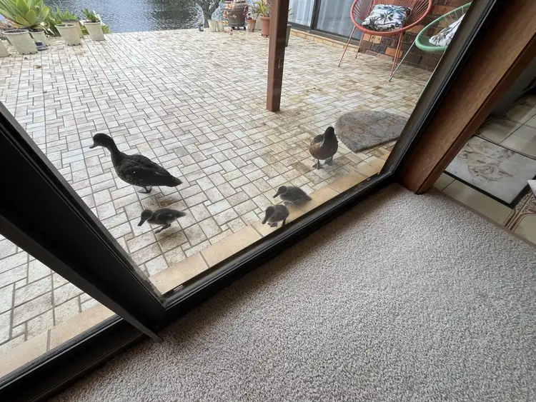 Fourth view of Homely house listing, 7 Plover Close, Sussex Inlet NSW 2540